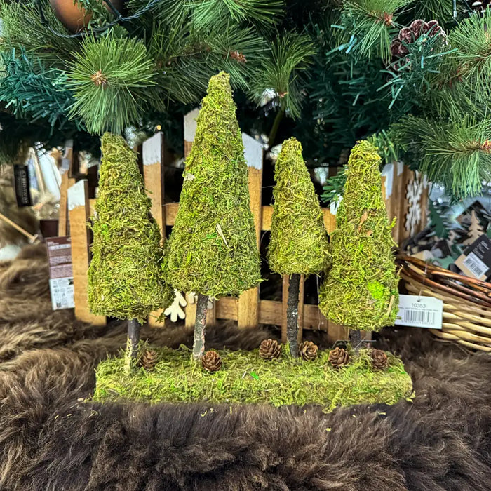 Moss Covered Tree Grove