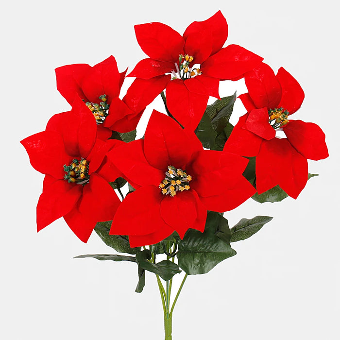 5 Red Poinsettia flowers