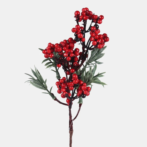 Yew branch with red berries