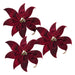 Three burgundy velvet-look poinsettia flowers with gold bell centres