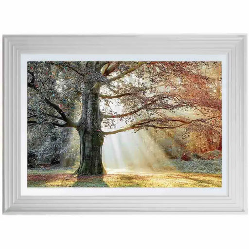 Autumn Tree & Sun Beams Framed Print