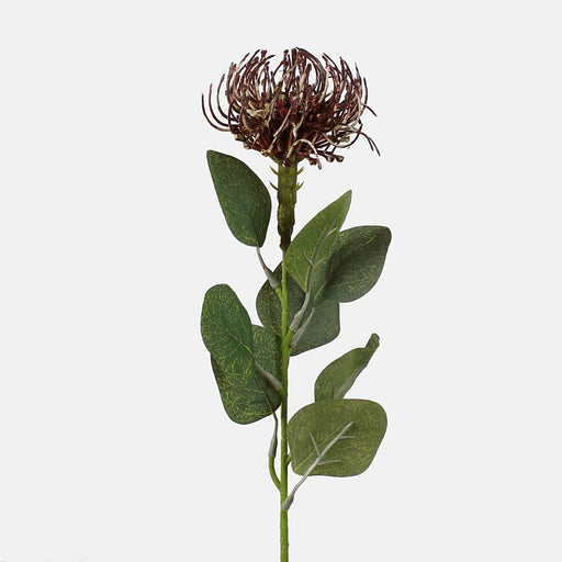 Brown Pincushion Protea