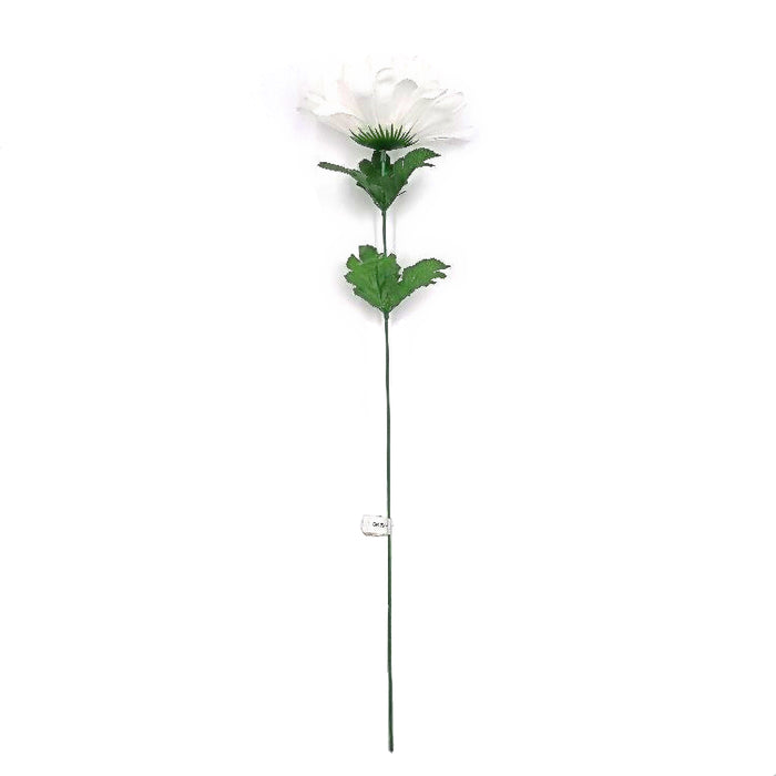 Chrysanthemum Pure White