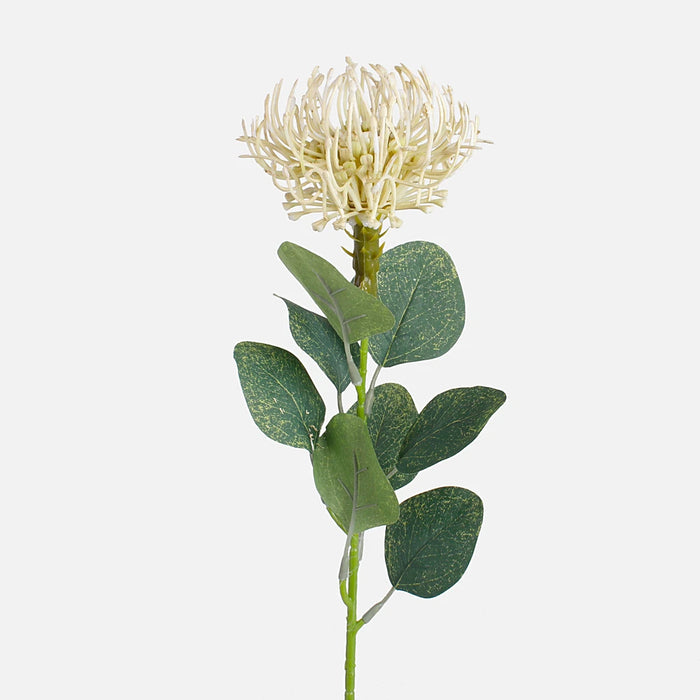 Cream Pincushion Protea