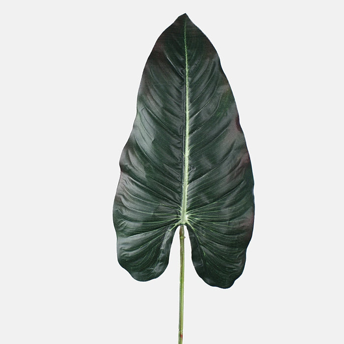 Dark Green Anthurium Leaf