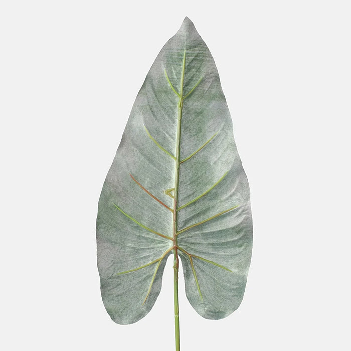 Dark Green Anthurium Leaf