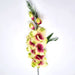 The Gladiolus twig features a large number of beautiful pink and cream satin flowers