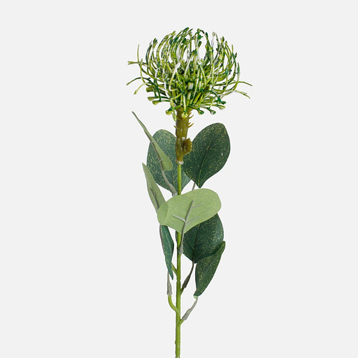 Green Pincushion Protea