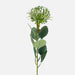 Green Pincushion Protea