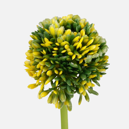 Onion Flower Yellow