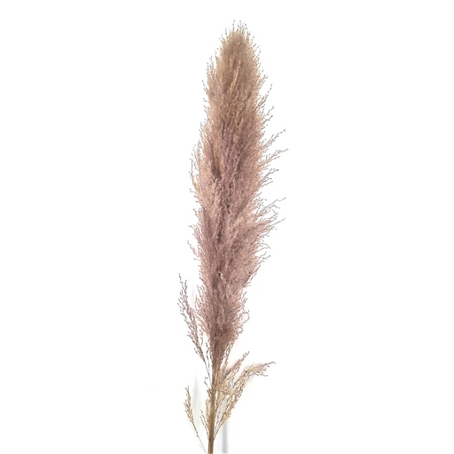 Pampas Grass Plume on Stem