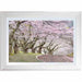 Pink Blossom Avenue Framed Print