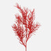 Red Yew with glitter to decorate your Christmas tree or holiday setting