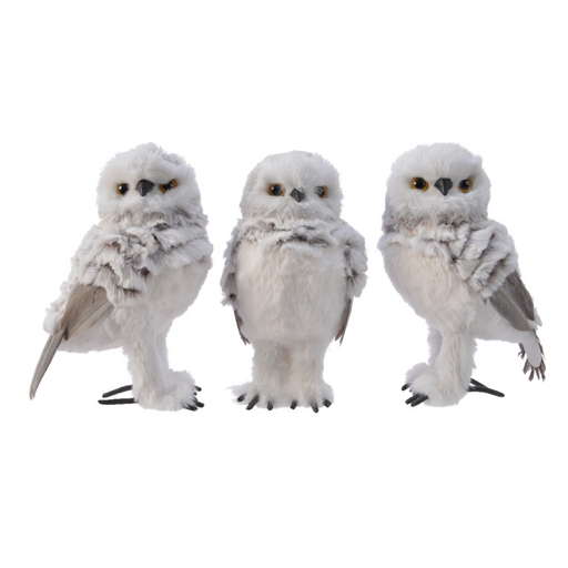 White & Grey Feathered Owls